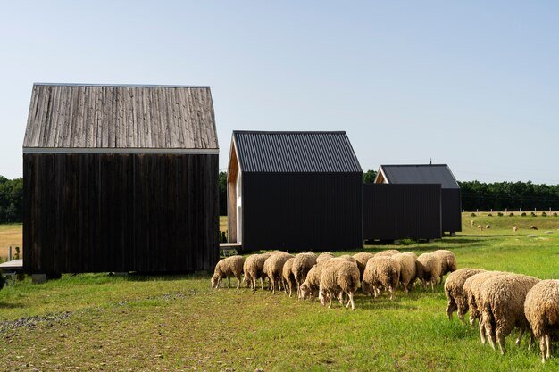 livestock farm and lunch in tanzania