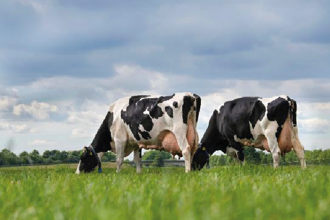 maziku agri-tech-liverstock farm in tanzania